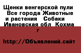 Щенки венгерской пули - Все города Животные и растения » Собаки   . Ивановская обл.,Кохма г.